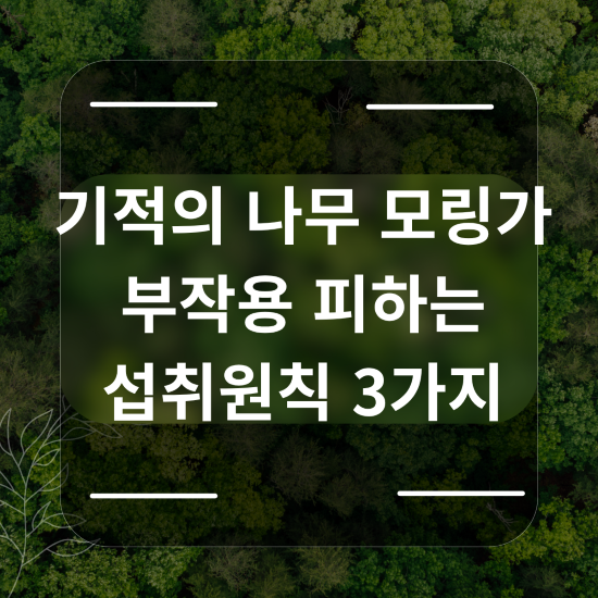 기적의 나무 모링가 부작용 피하는 섭취원칙 3가지